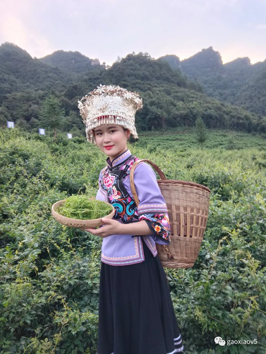 茅岩莓茶 是茶叶吗_茅岩莓茶是骗局吗_茅岩莓茶属于什么茶系