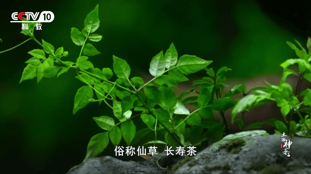 茅岩莓茶属于什么茶系_茅岩莓茶是骗局吗_茅岩莓茶 是茶叶吗