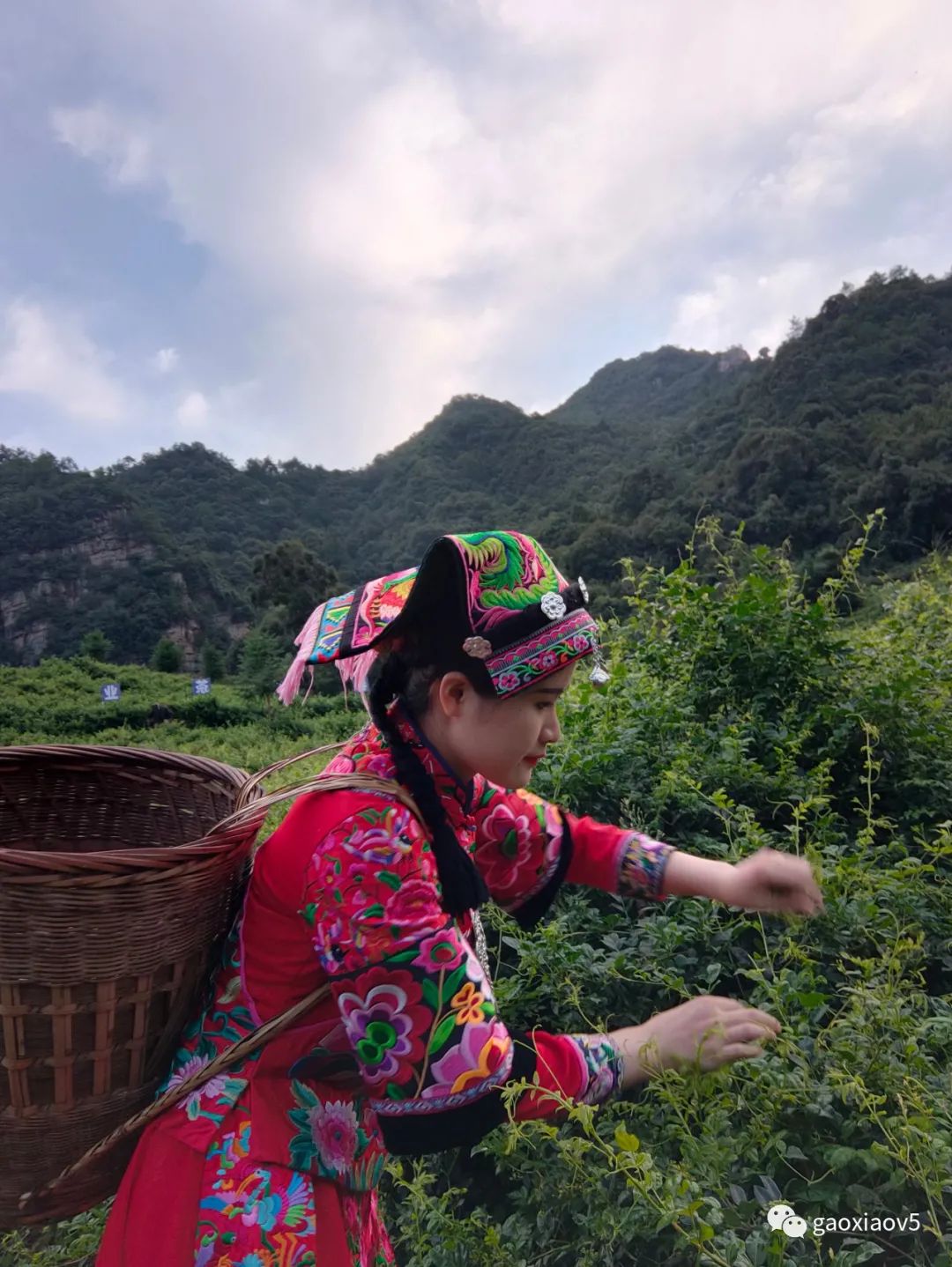 茅岩莓茶属于什么茶系_茅岩莓茶 是茶叶吗_茅岩莓茶是骗局吗