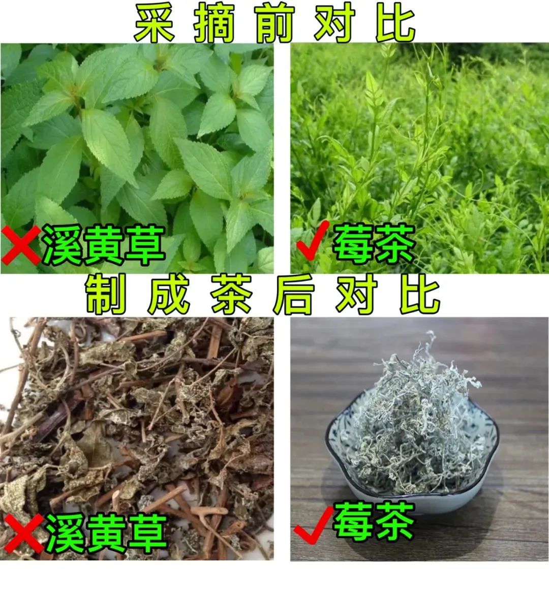 茅岩莓茶 是茶叶吗_茅岩莓茶属于什么茶系_茅岩莓茶是骗局吗