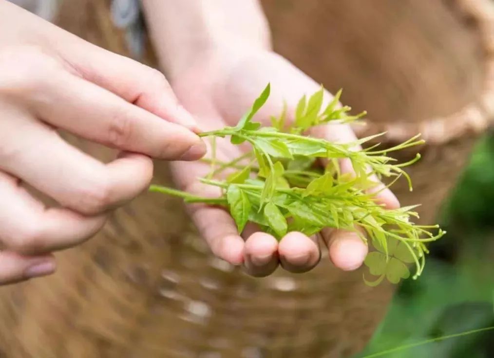 茅岩莓茶属于什么茶系_茅岩莓茶 是茶叶吗_茅岩莓茶是骗局吗