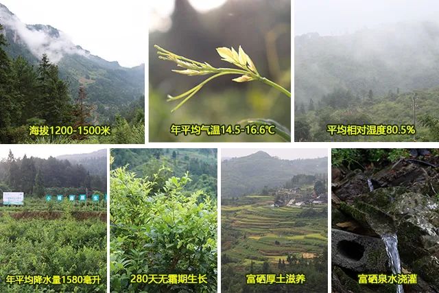 茅岩莓茶属于什么茶系_茅岩莓茶 是茶叶吗_茅岩莓茶是骗局吗