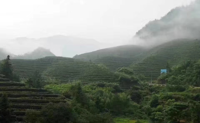 茅岩莓茶是骗局吗_茅岩莓茶 是茶叶吗_茅岩莓茶属于什么茶系