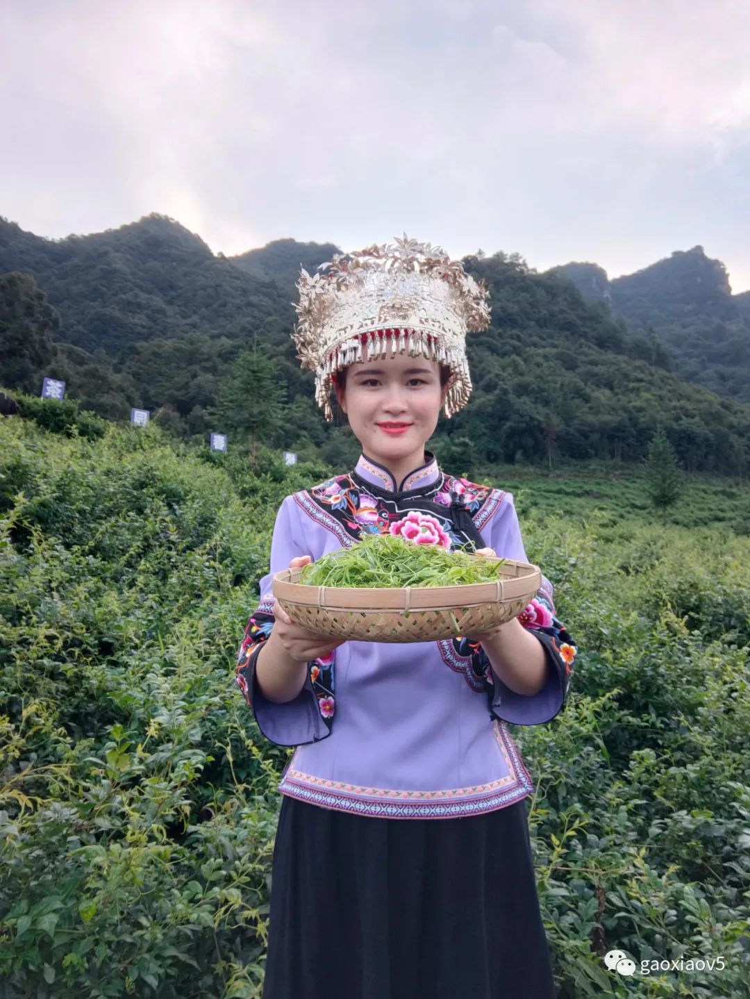 茅岩莓茶属于什么茶系_茅岩莓茶 是茶叶吗_茅岩莓茶是骗局吗