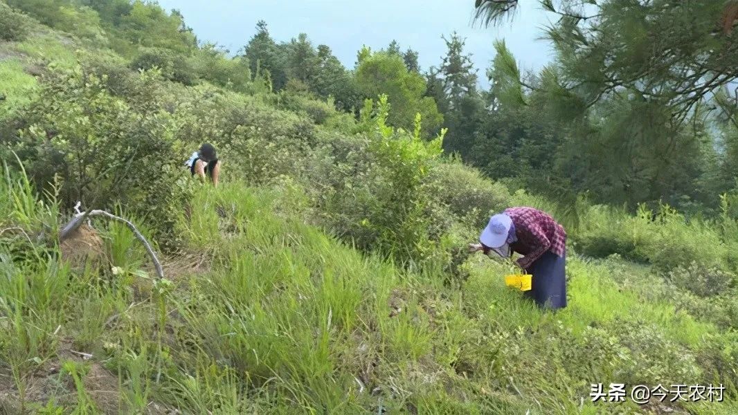 八月瓜种植技术_八月瓜种植骗局_八月瓜最好的种植方法