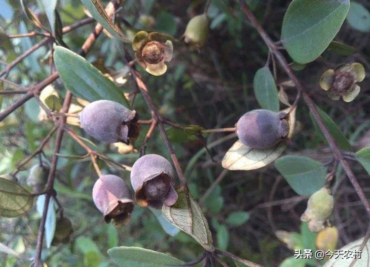 八月瓜种植技术_八月瓜最好的种植方法_八月瓜种植骗局