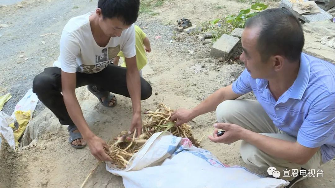 八月瓜多少钱一斤_八月瓜最好的种植方法_八月瓜种植骗局