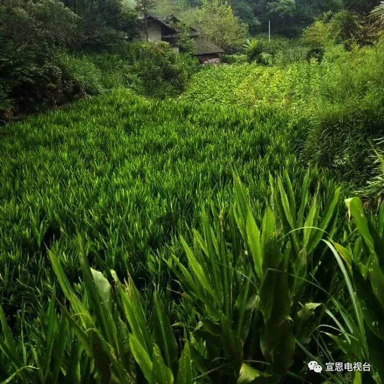 八月瓜多少钱一斤_八月瓜最好的种植方法_八月瓜种植骗局