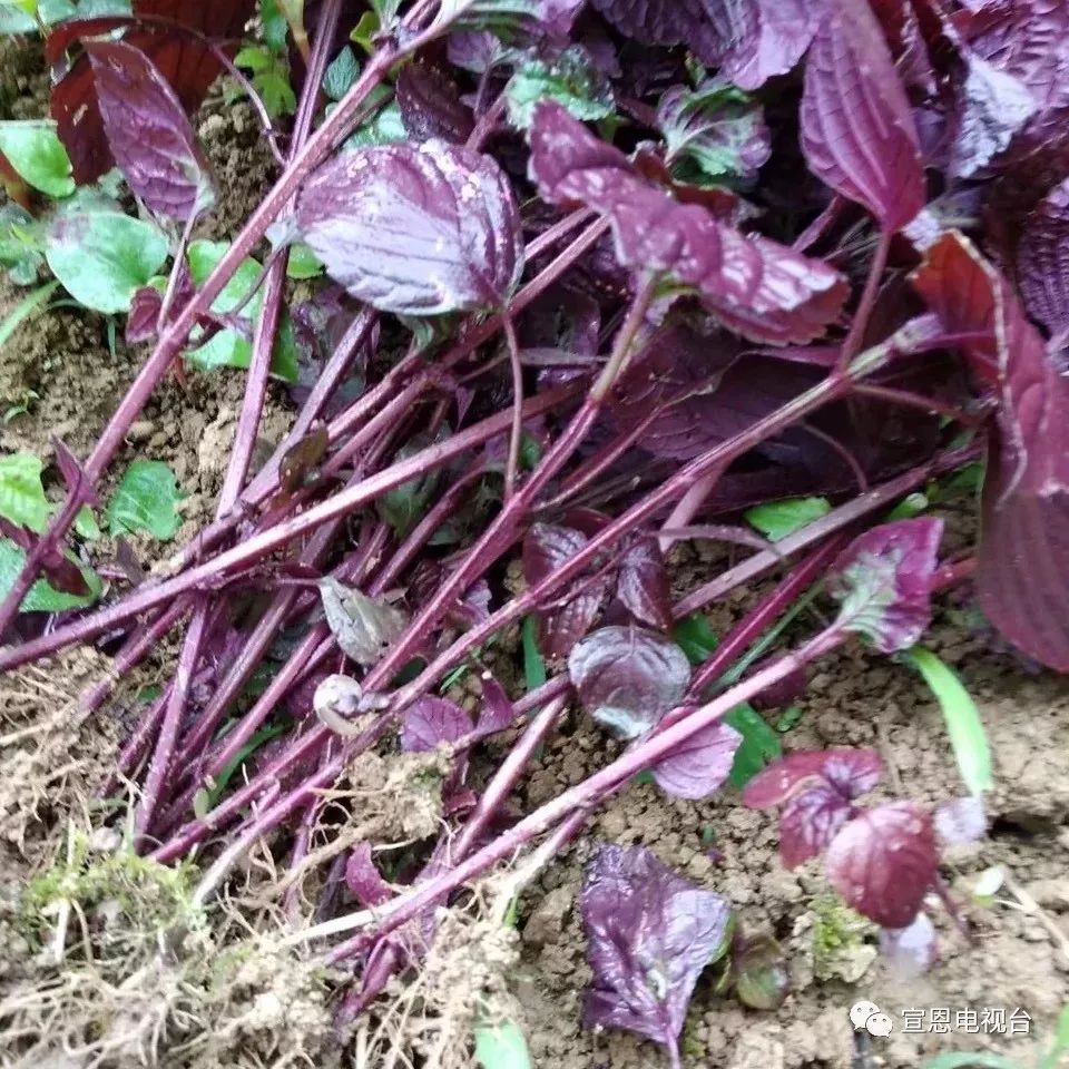 八月瓜种植骗局_八月瓜最好的种植方法_八月瓜多少钱一斤