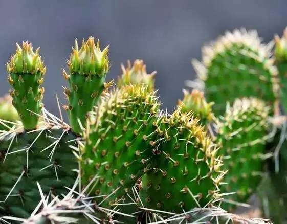 文冠果种植是骗局吗_龙脑樟种植是骗局吗_北虫草种植是骗局吗