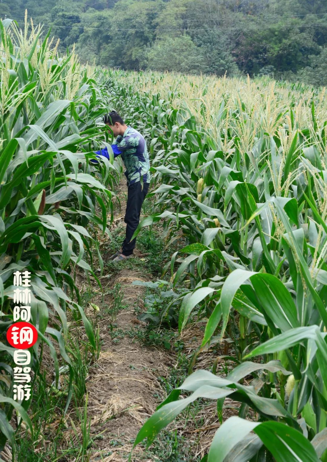 种植水果玉米有补助吗_水果玉米种植利润与成本_水果玉米种植骗局