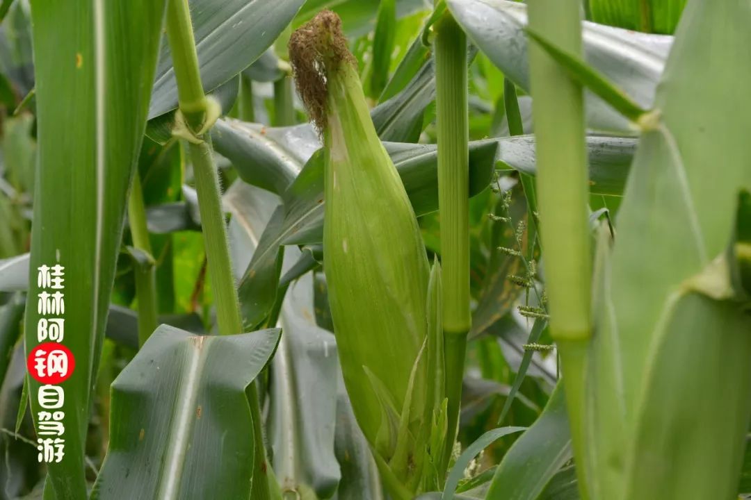 水果玉米种植利润与成本_水果玉米种植骗局_种植水果玉米有补助吗