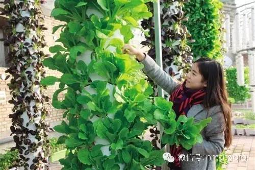 无土栽培蔬菜骗局_新一代无土栽培蔬菜投资成本_无土栽培蔬菜销路