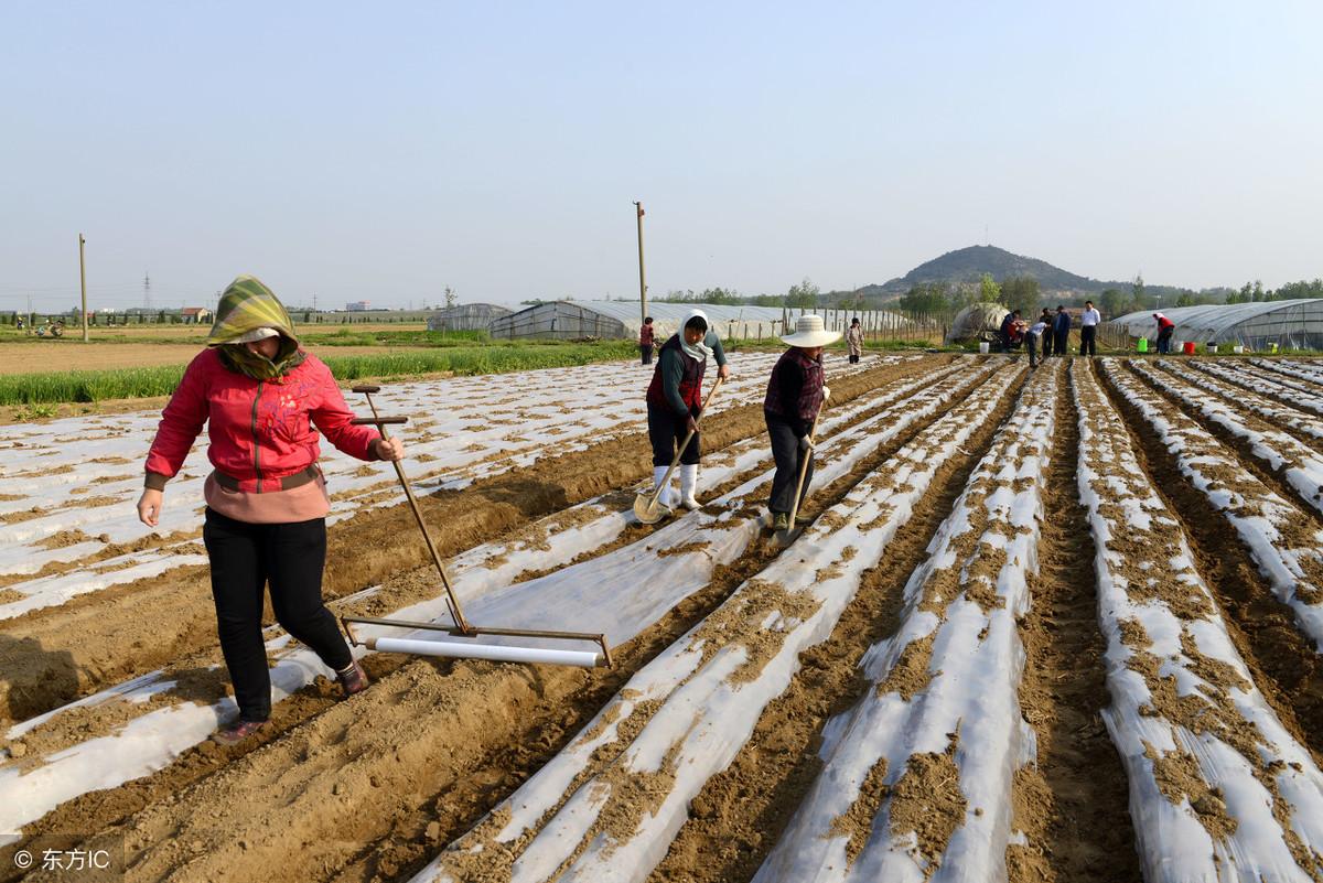 可降解地膜的骗局_降解地膜的价格_骗局降解地膜可信吗