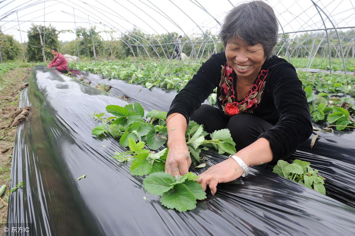 降解地膜的价格_骗局降解地膜可信吗_可降解地膜的骗局