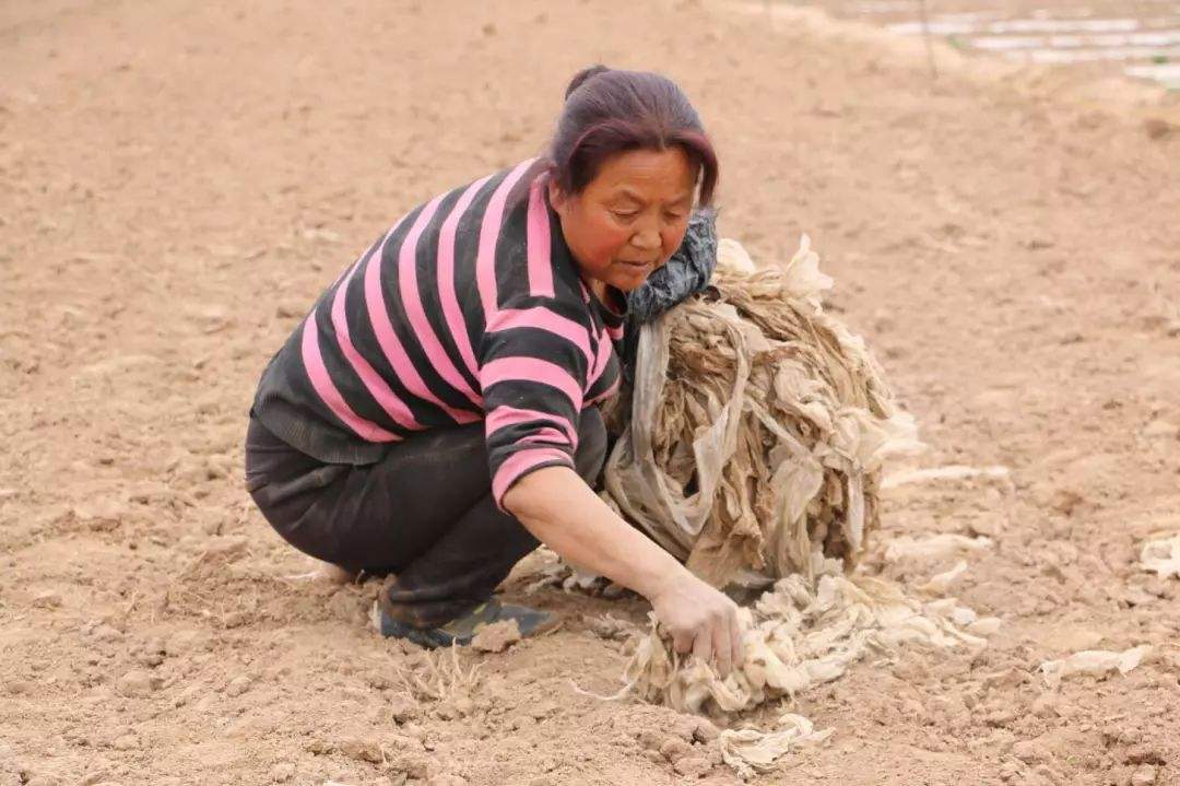 可降解地膜的骗局_降解地膜的价格_骗局降解地膜可靠吗