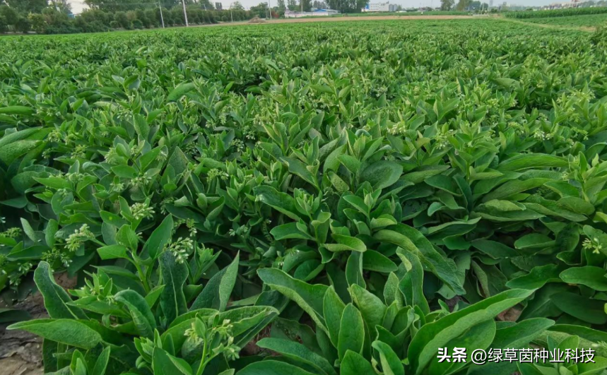 俄罗斯饲料菜种植骗局_饲料俄罗斯骗局种植菜犯法吗_饲料俄罗斯骗局种植菜怎么处理