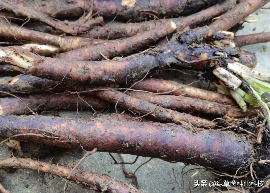 饲料俄罗斯骗局种植菜犯法吗_俄罗斯饲料菜种植骗局_饲料俄罗斯骗局种植菜怎么处理