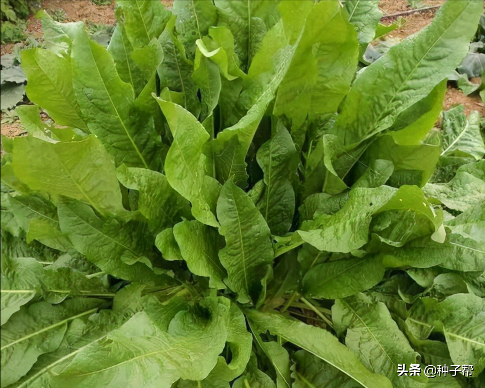 饲料俄罗斯骗局种植菜犯法吗_俄罗斯饲料菜种植视频_俄罗斯饲料菜种植骗局