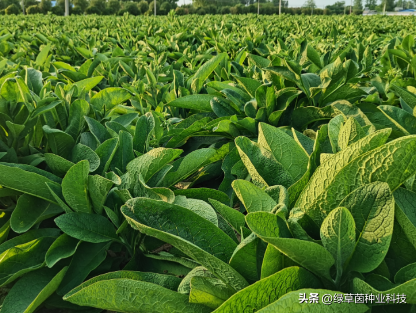 俄罗斯饲料菜种子骗局_俄罗斯饲料菜种植视频_俄罗斯饲料菜种植骗局