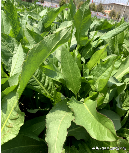 俄罗斯饲料菜种植视频_俄罗斯饲料菜种植骗局_俄罗斯饲料菜种子骗局