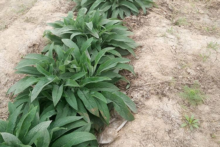 俄罗斯饲料菜种植骗局_饲料俄罗斯骗局种植菜怎么处理_饲料俄罗斯骗局种植菜犯法吗