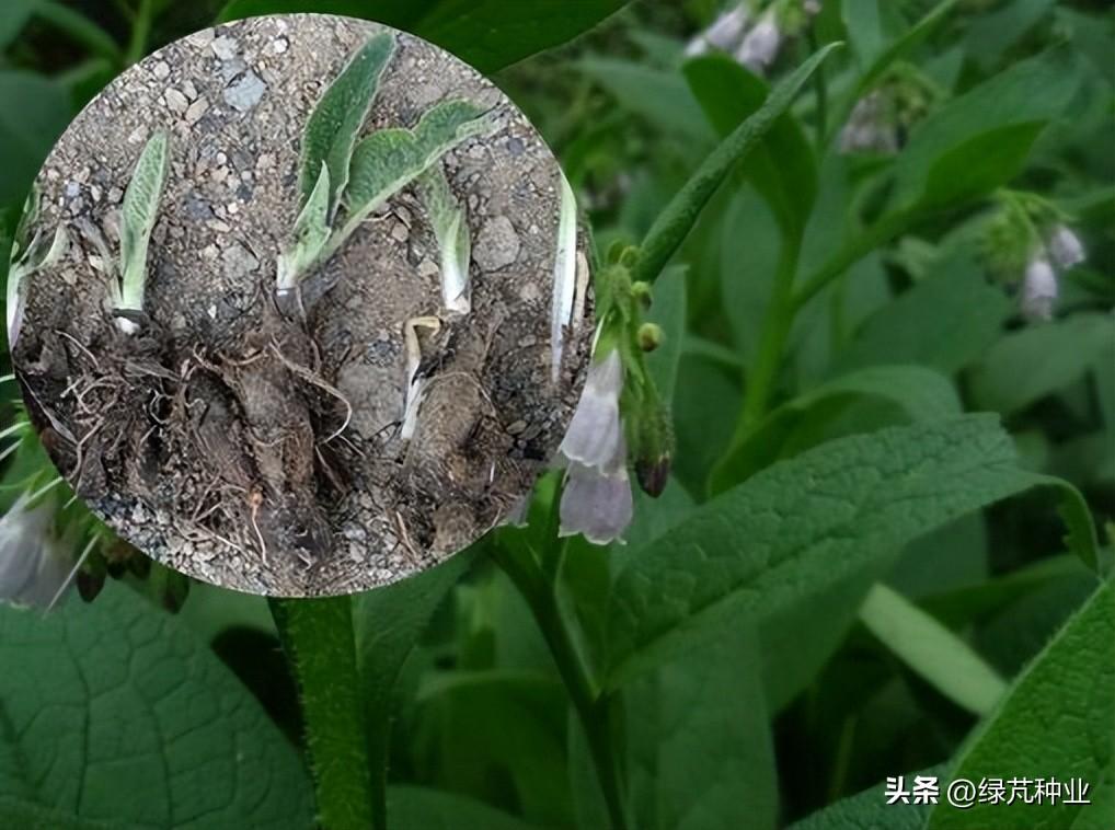 俄罗斯饲料菜种植骗局_俄罗斯饲料菜种植视频_俄罗斯饲料菜种子骗局