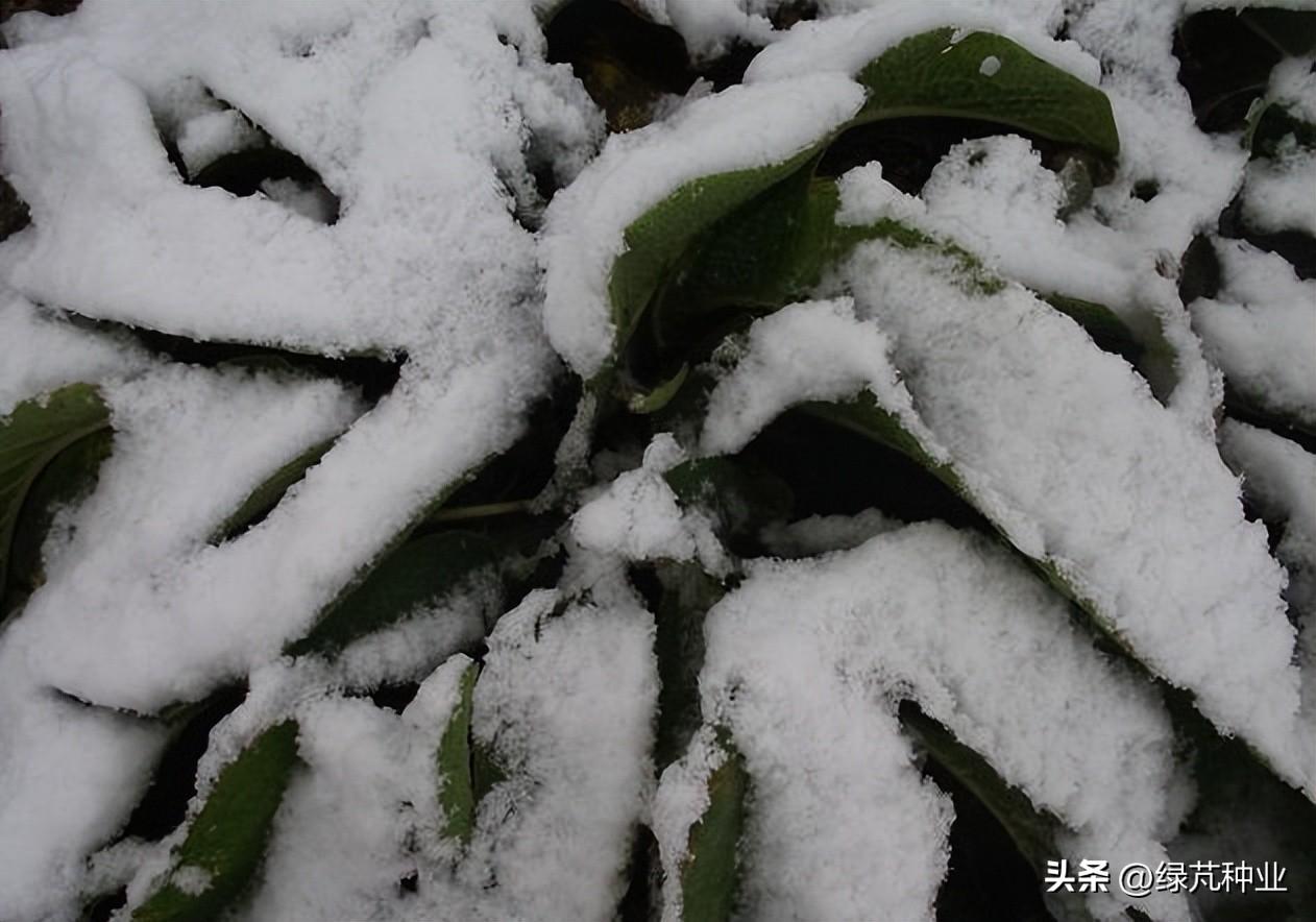 俄罗斯饲料菜种子骗局_俄罗斯饲料菜种植视频_俄罗斯饲料菜种植骗局